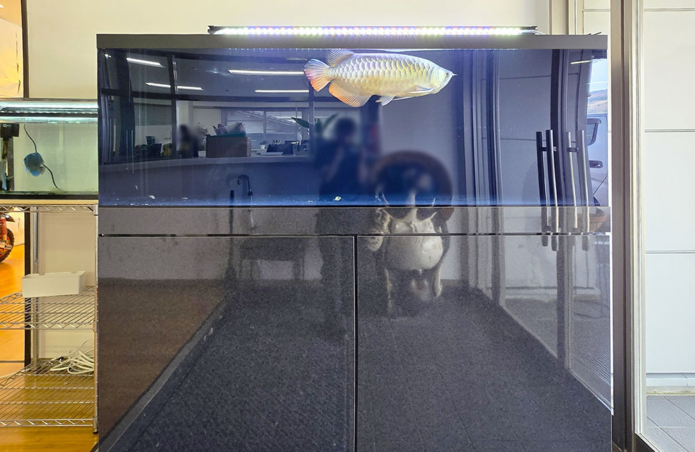 企業様に大型アロワナ水槽一式を販売・設置！アジアアロワナが泳ぐ水槽