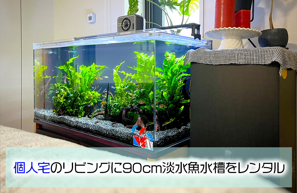 パ*ン様 アクアリウム引退品 パ*ン様 アクアリウム引退品