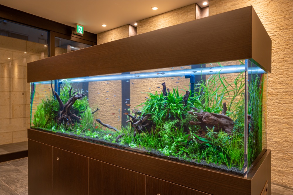 練馬区 マンションのエントランス 大型水槽リース事例 その後｜東京