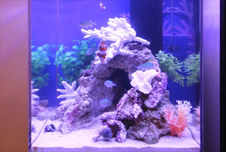 レア☆大型 サンゴ 珊瑚 白 化石 アクアリウム 海水魚 水槽 レイアウト