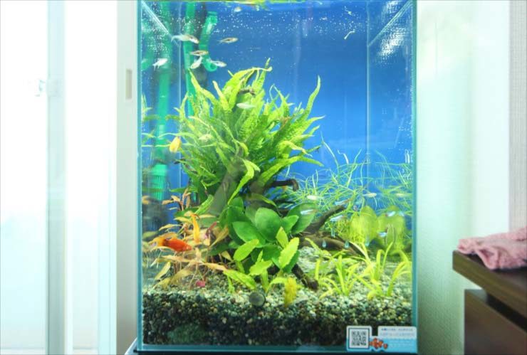 ハイタイプ水槽の魅力｜おすすめ水槽と照明・フィルターまでご紹介