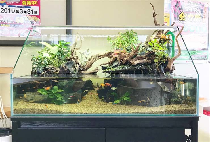 ガソリンスタンド 店舗に設置 アクアテラリウム 90cm水槽レンタル事例