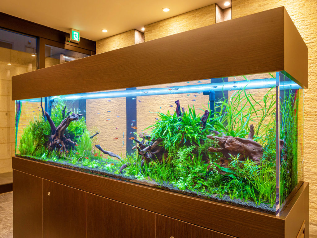 流木を水槽レイアウトで使うには｜種類やあく抜き方法、浮くときの対処