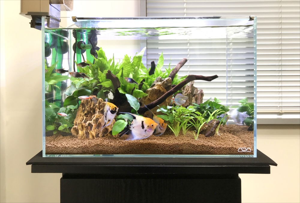 60cm水槽セット 流木・その他備品付き 60cm水槽用レイアウト(流木