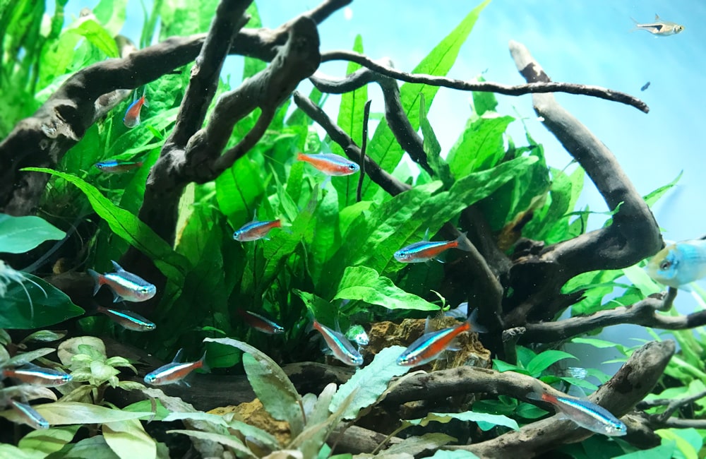 ミクロソリウムの育て方｜種類やレイアウト、活着方法、枯れる対策も