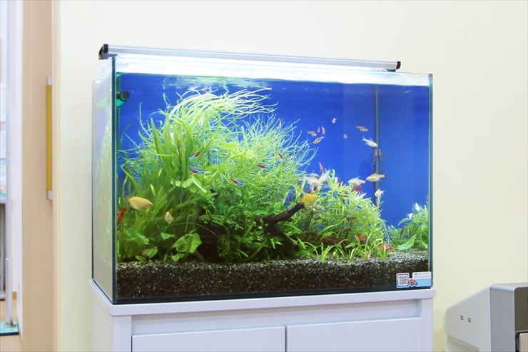 WRGB II SLIM45 wrgb2 チヒロズ 熱帯魚 水槽 - メルカリ WRGB II