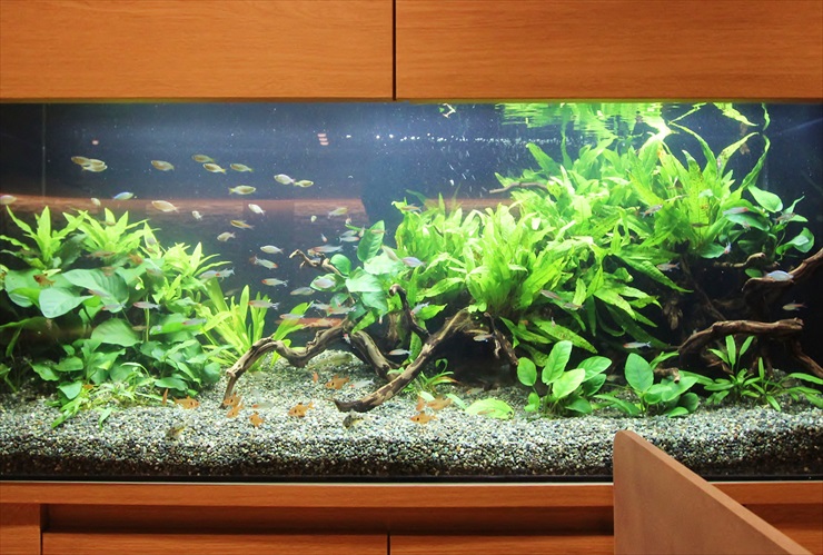 アナカリス オオカナダモ 1000本 専用ページ】天然 アナカリス1000本