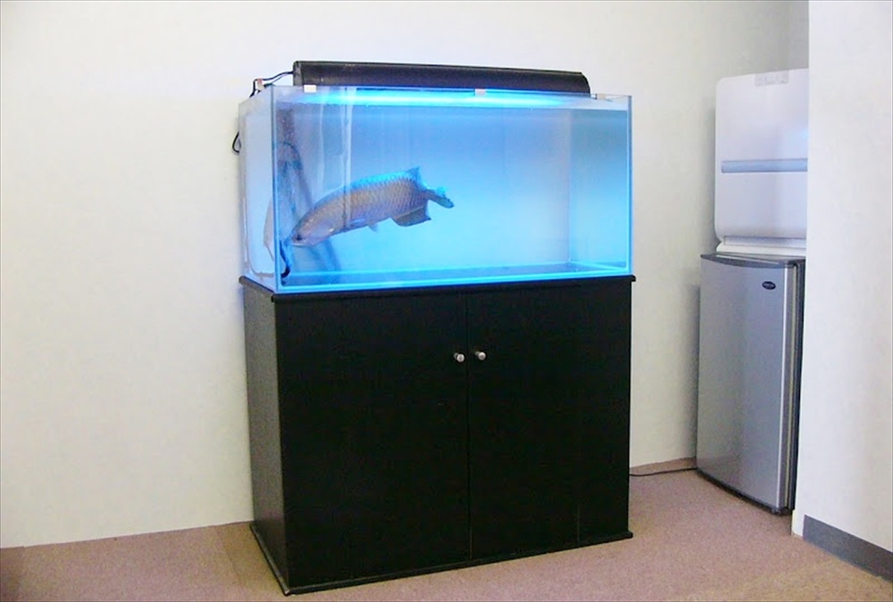 新宿区企業様に90cmアロワナ水槽を設置しました｜東京アクアガーデン