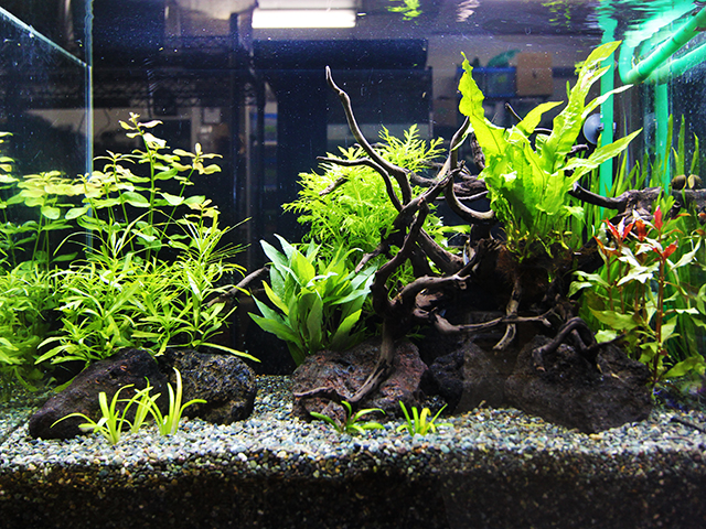 60cm水槽用流木、レイアウト