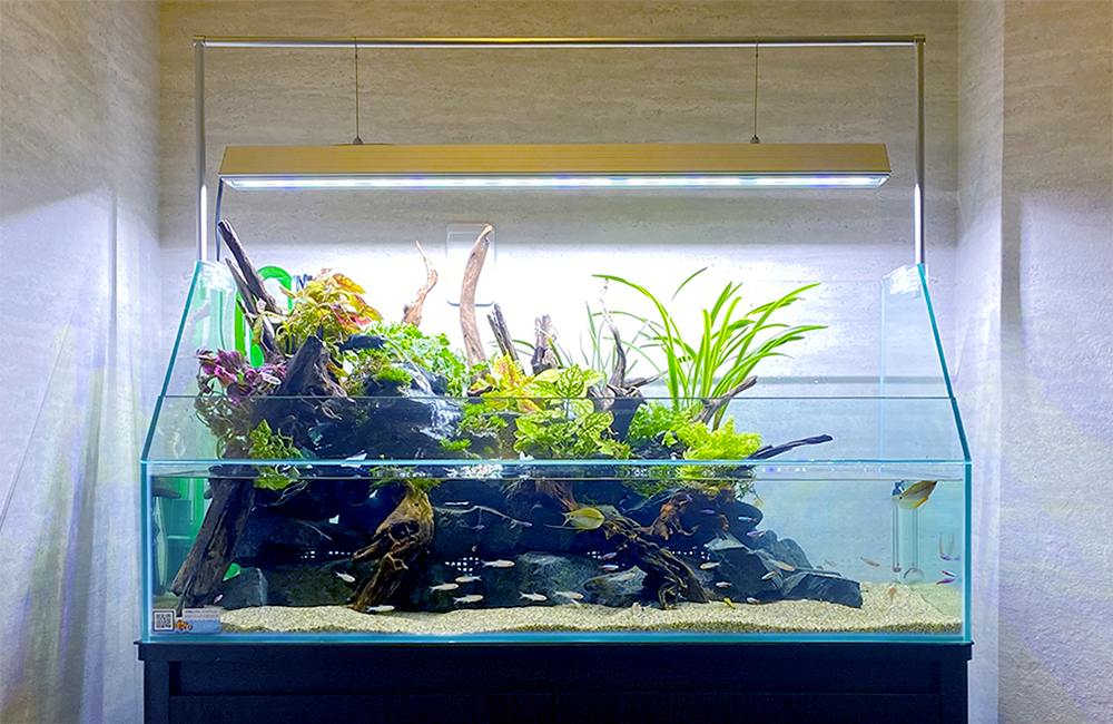 イモリウム パルダリウム テラリウム 30キューブ水槽 イモリウム