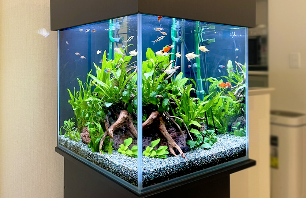 楽な水槽とは｜簡単に管理できるアクアリウムはどんな容器なのか｜東京