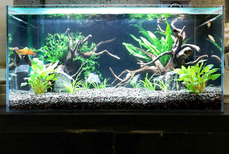 90センチ水槽 ロータイプ