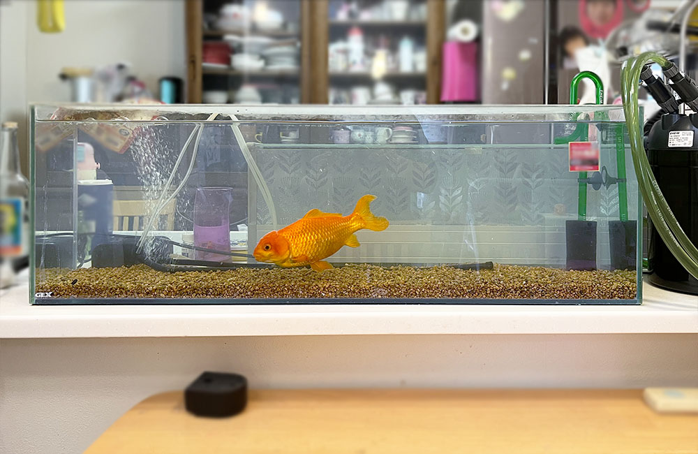 引き取り限定 オーバーフロー90センチ水槽 90cmオーバーフロー水槽