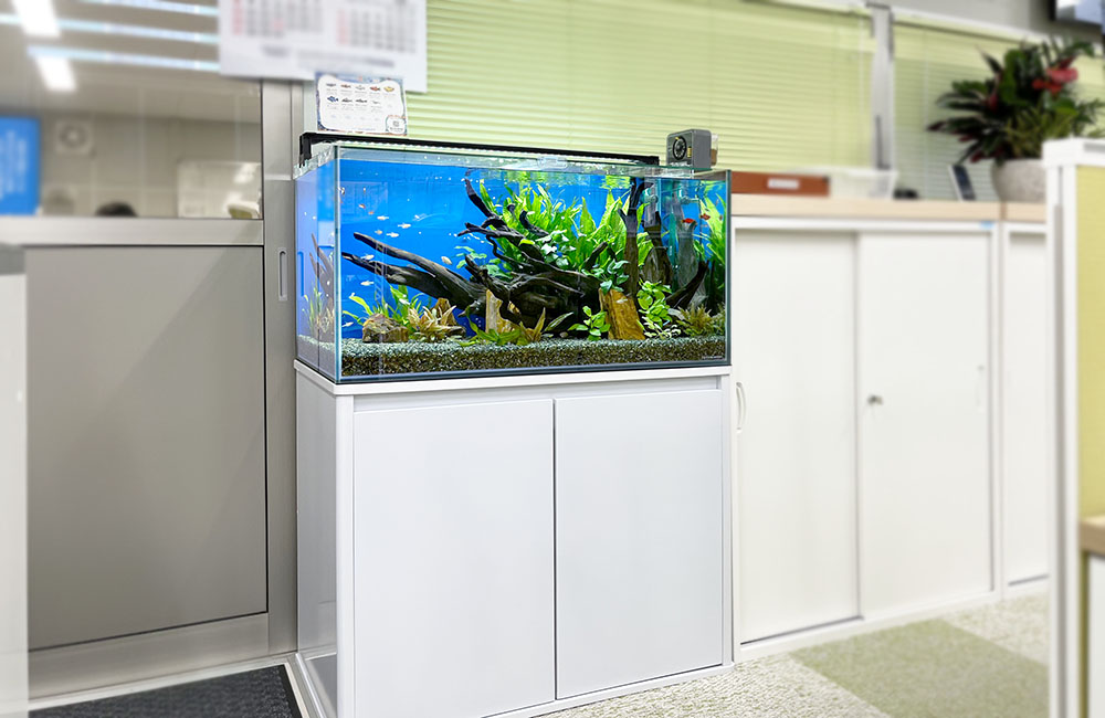 事務所内の90cm水槽その1！水草が生きいきとした淡水水槽｜東京アクア
