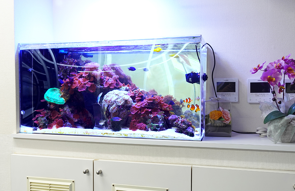 90㎝水槽 スリム水槽 オーダーメイド フード付 海水魚水槽 珊瑚 LED