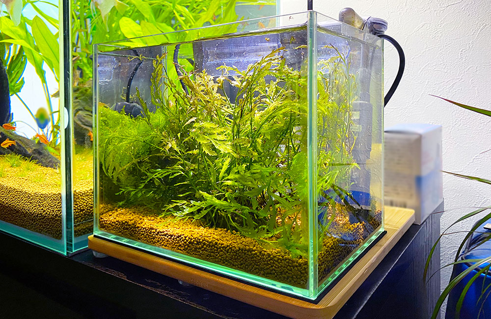 30cmキューブ水槽の魅力！管理しやすいサイズ感・価格・活用例を解説