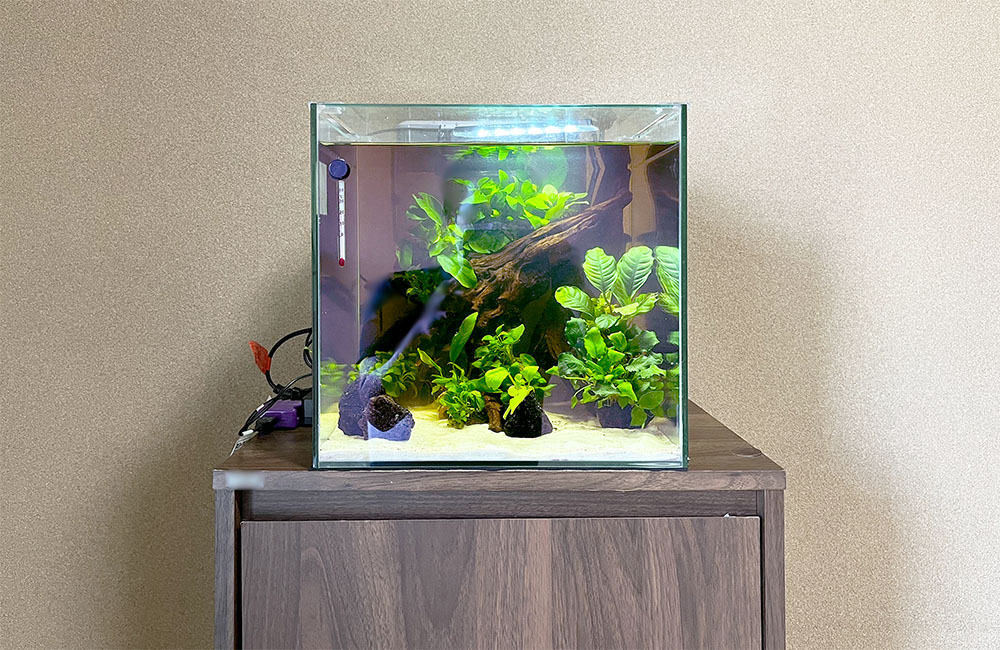 30cmキューブ水槽の魅力！管理しやすいサイズ感・価格・活用例を解説