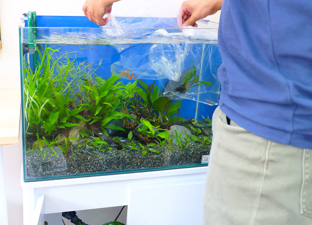 オーダーメイド水槽って高いのか・値段が決まる条件・発注テクニック