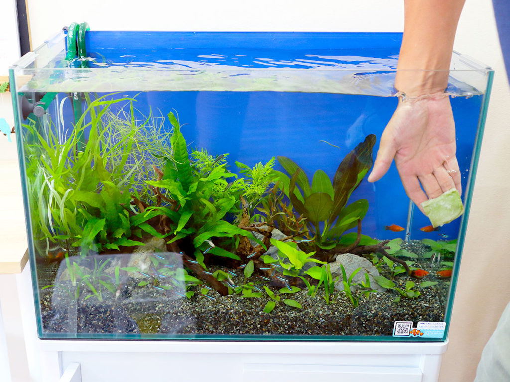 水槽セット(ネオンテトラ10匹、グッピー18匹)