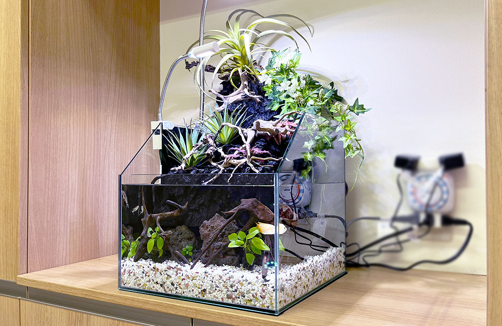 企業様の150cm大型アクアテラリウム水槽！その後の様子｜東京アクア