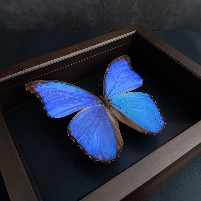蝶標本 モルフォ蝶 標本 標本箱ごと 美麗種 昆虫標本箱(ドイツ箱