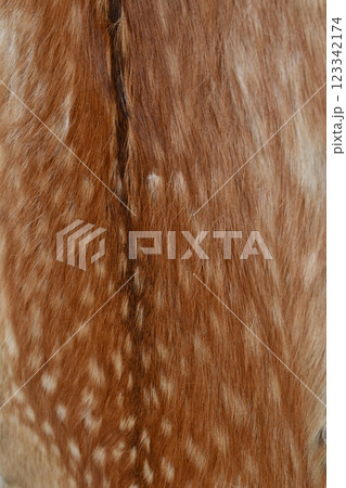 イノシシの毛皮 イノシシの毛 写真素材 [ 2529559 ] - フォトライブ