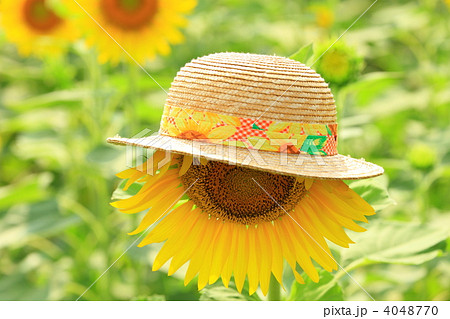 ひまわりと麦わら帽子の写真素材 [4048770] - PIXTA