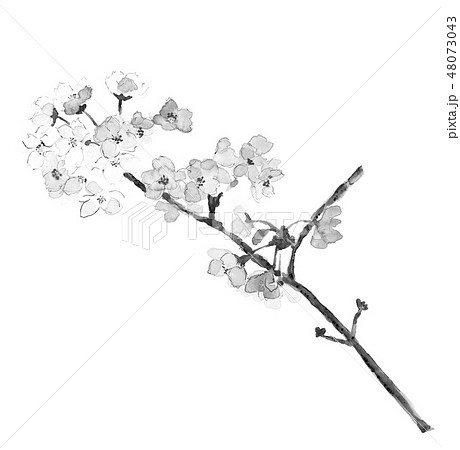 さくら 桜 枝 水墨画 モノトーンのイラスト素材 [48073043] - PIXTA