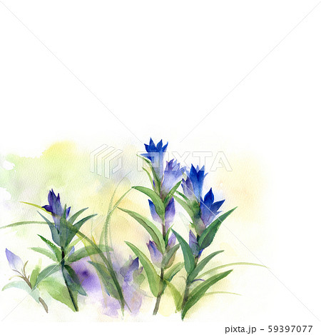 リンドウ 花 水彩画のイラスト素材 [59397077] - PIXTA