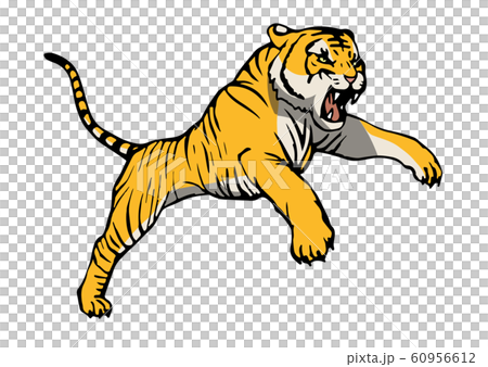 襲い掛かる虎のカラーイラストのイラスト素材 [60956612] - PIXTA