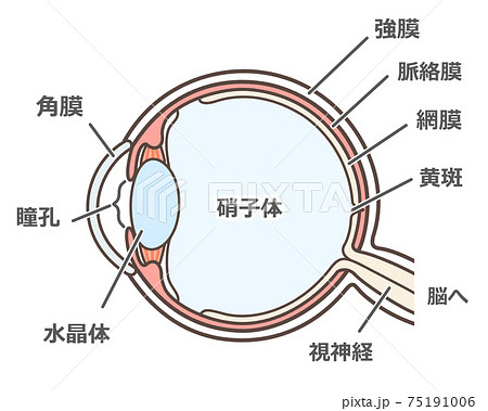 正常な眼球の図解のイラスト素材 [75191006] - PIXTA