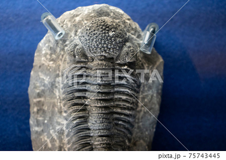 古代ヤゴ怪虫 メガヌロン2000 古代ヤゴ怪虫 メガヌロン2000