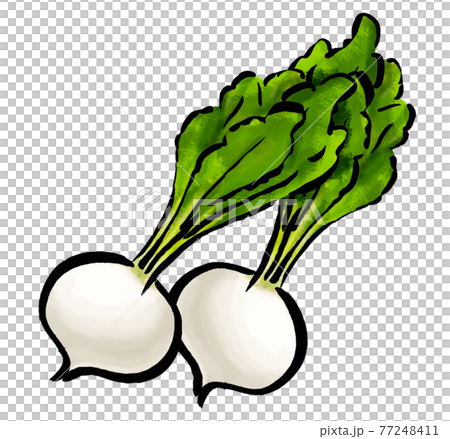 かぶの手描きのイラストのイラスト素材 [77248411] - PIXTA