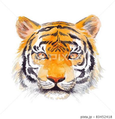 虎の水彩画イラストのイラスト素材 [83452418] - PIXTA