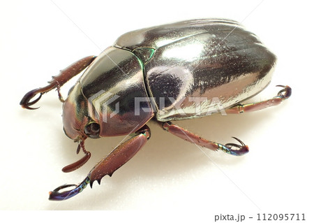 クルサルギレアプラチナコガネ！BIG size！標本085