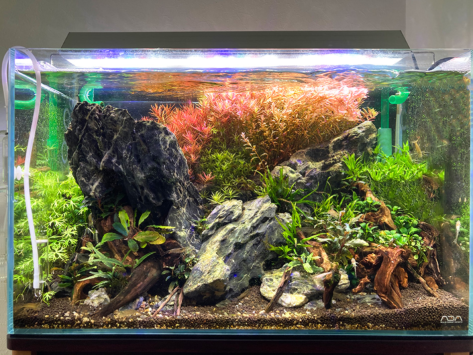 青龍石+ブランチウッド 流木 アクアリウム テラリウムSBW11134125