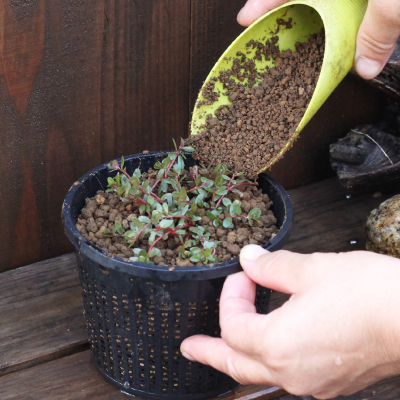 鈴木が厳選！涼み水草4品種セット | 杜若園芸WEBショップ｜水草の生産