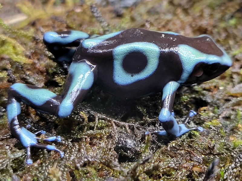 マダラヤドクガエル 1匹 画像の個体です。 セマダラヤドクガエル