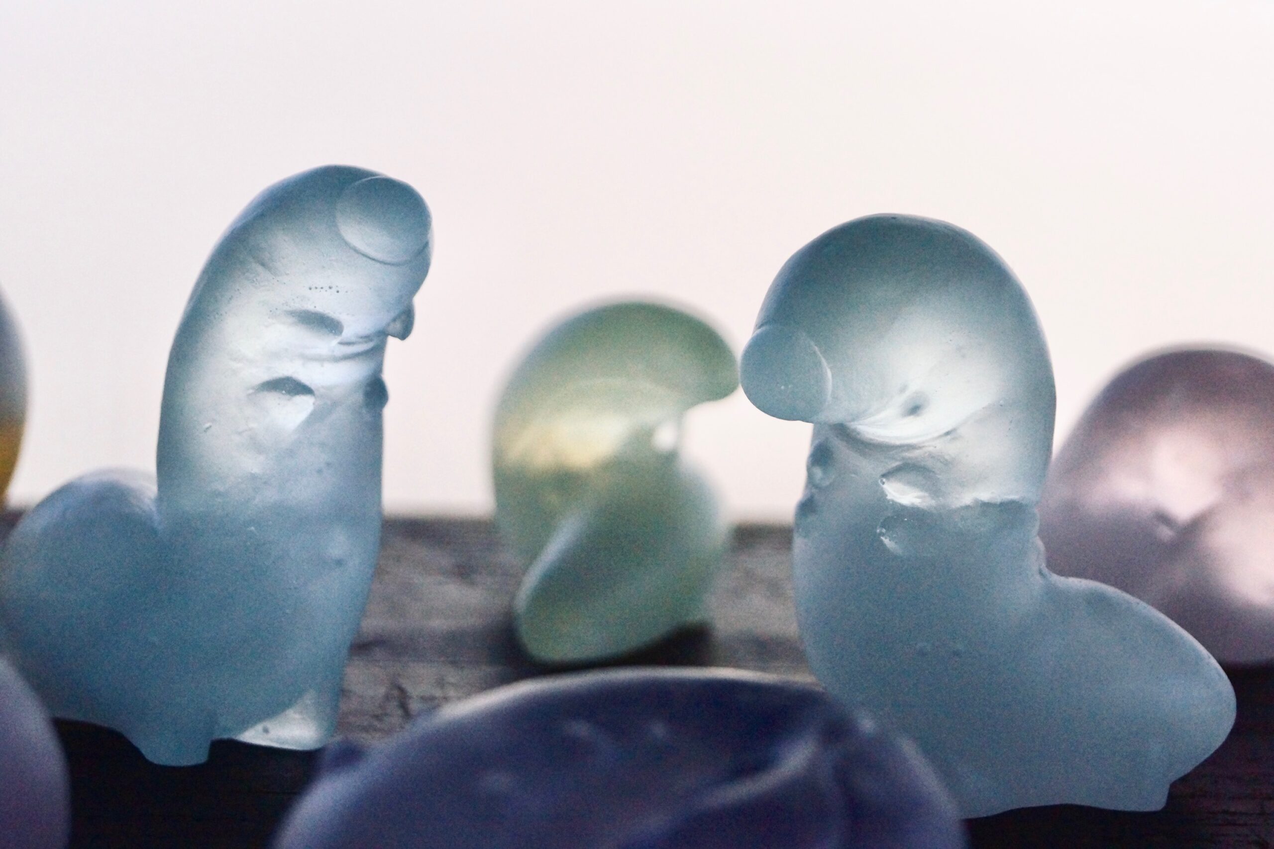 芝崎由華】新たな作品が入荷しました | 蟲と焼菓子 昆蟲菓舗 灯螂舎