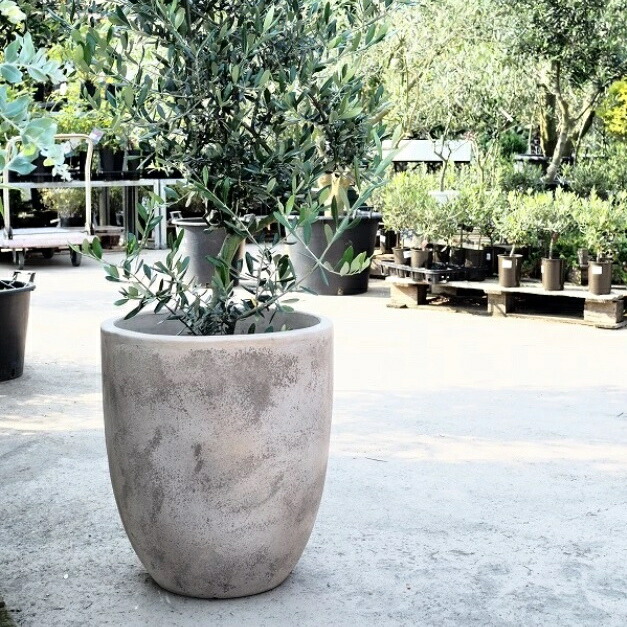 陶器鉢 大型」の人気商品一覧 | 安い商品を通販サイトから探す - 価格