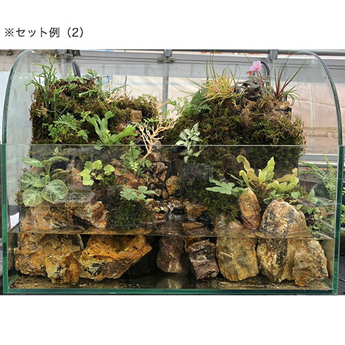 楽天市場】ピクタ 極床 植えれる君 A4 3cm 爬虫類 テラリウム