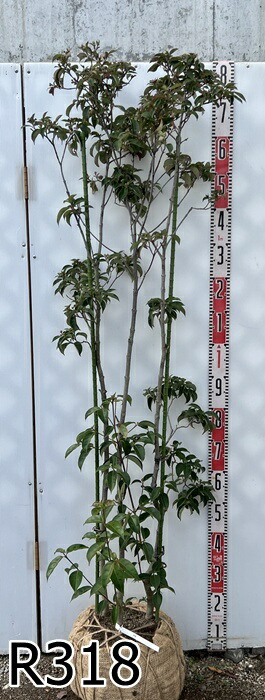 楽天市場】【選べる現品】常緑山法師(常緑ヤマボウシ) 苗木 月光