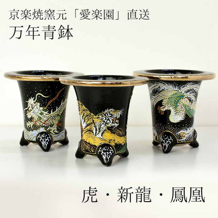 万年青 錦鉢」の人気商品一覧 | 安い商品を通販サイトから探す - 価格.com