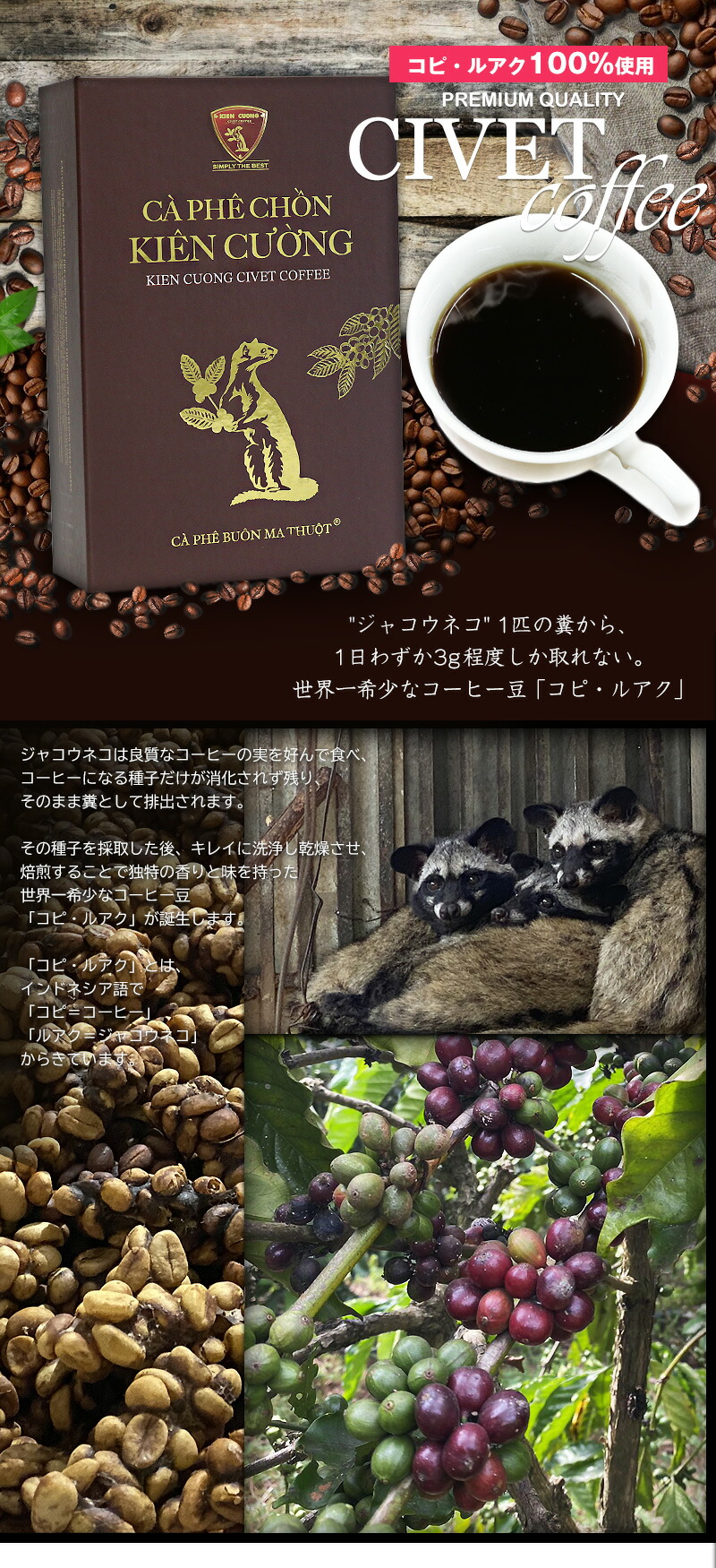 楽天市場】ジャコウネココーヒー シベットコーヒー コピ・ルアク 100