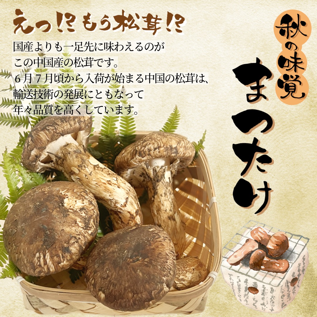 松茸 北海道 800g 訳あり 送料込 ② 北海道産 松茸 松茸 北海道 800g