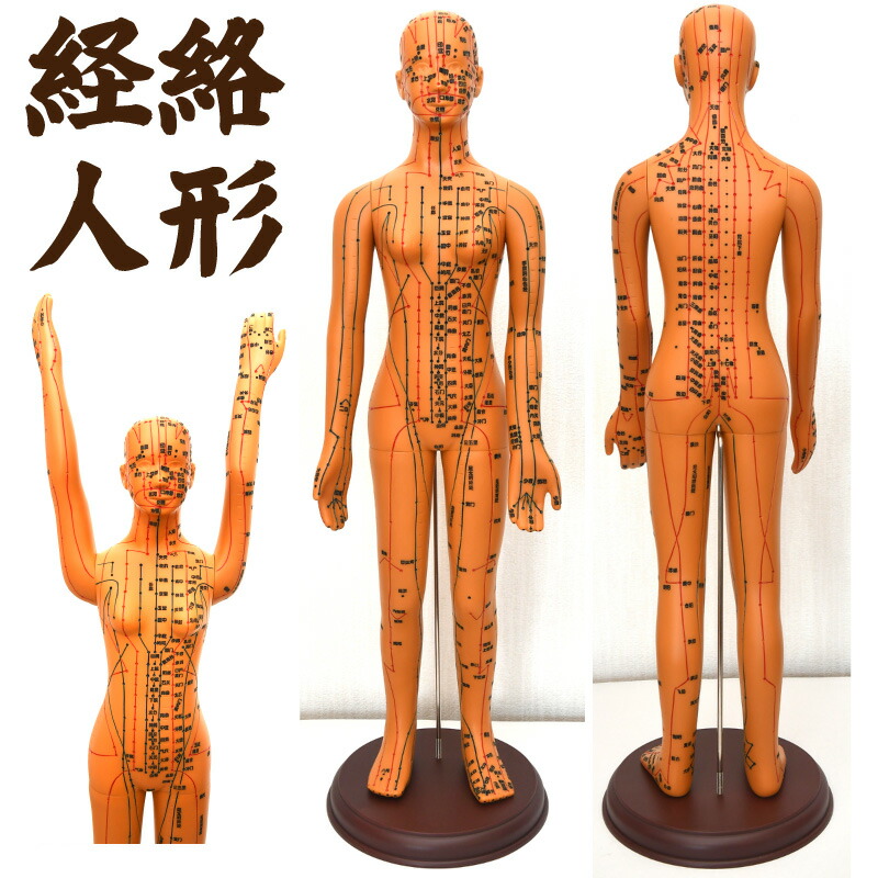 鍼灸経絡経穴人形 模型