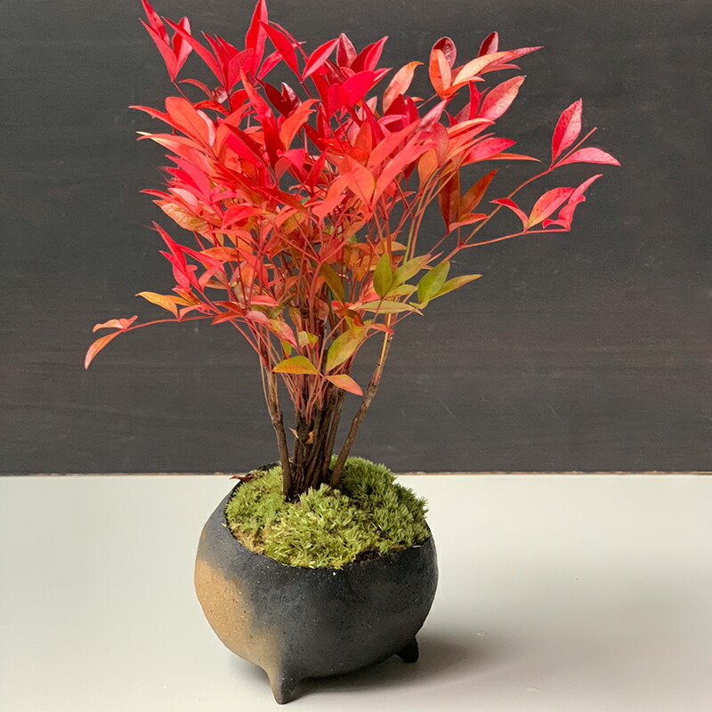 380.林盆華 赤鉄釉撫角長方 11.3*9.2*6cm 盆栽鉢 植木鉢 380.林盆華 赤