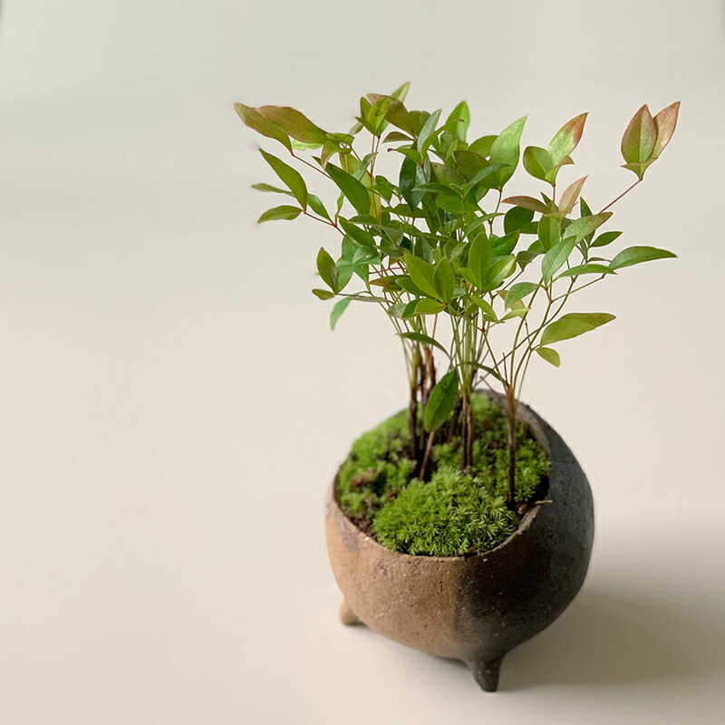 333 盆栽 盆栽鉢 植木鉢 和鉢 山秋 【公式通販】