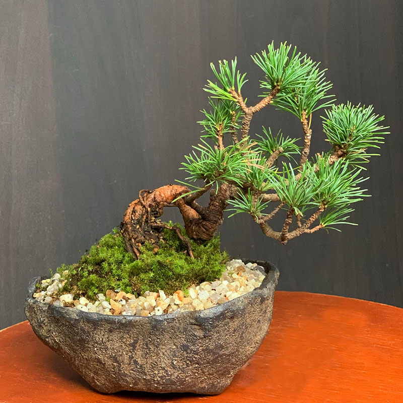 盆栽鉢 超希少時代松皮盆栽鉢手作りレア盆栽鉢植木鉢山野草