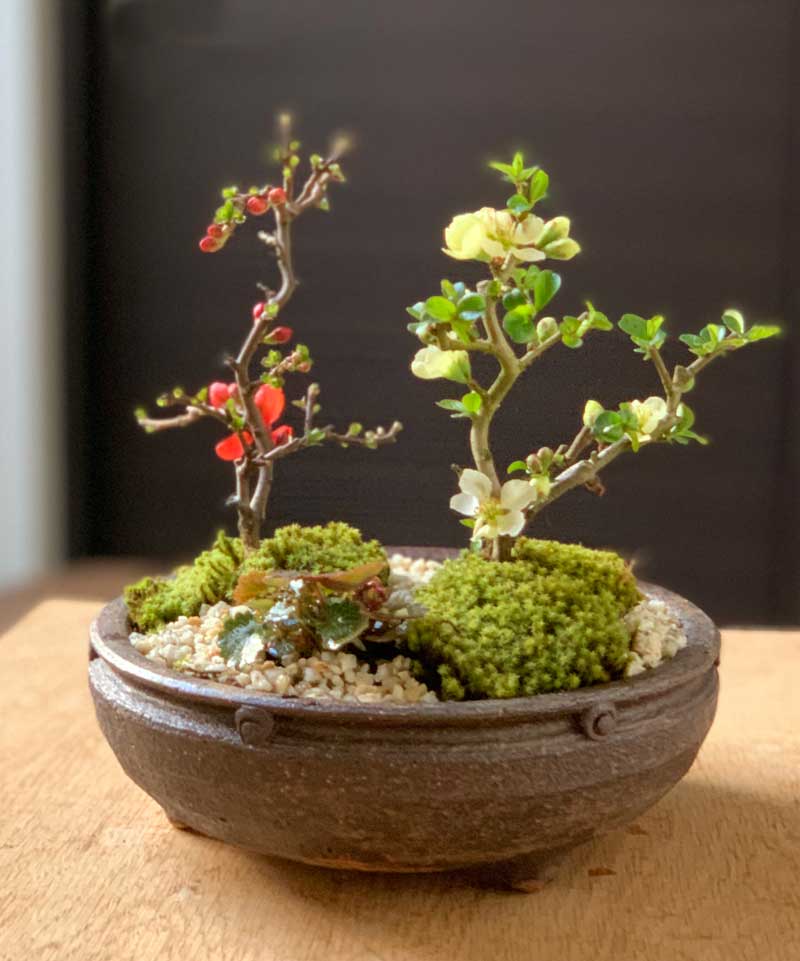 楽天市場】盆栽 長寿梅 紅白 二本植え 紅白長寿梅の寄せ植え盆栽 鉢